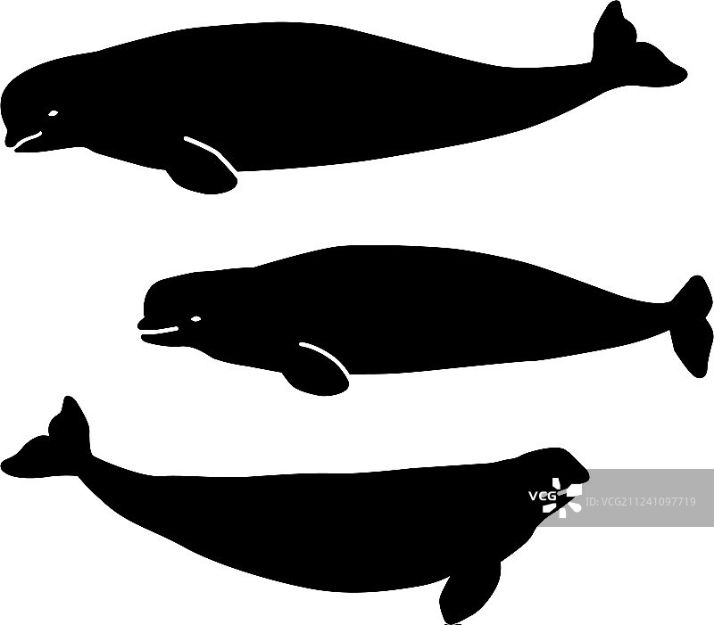 用于背景激光切割的白鲸图案图片素材