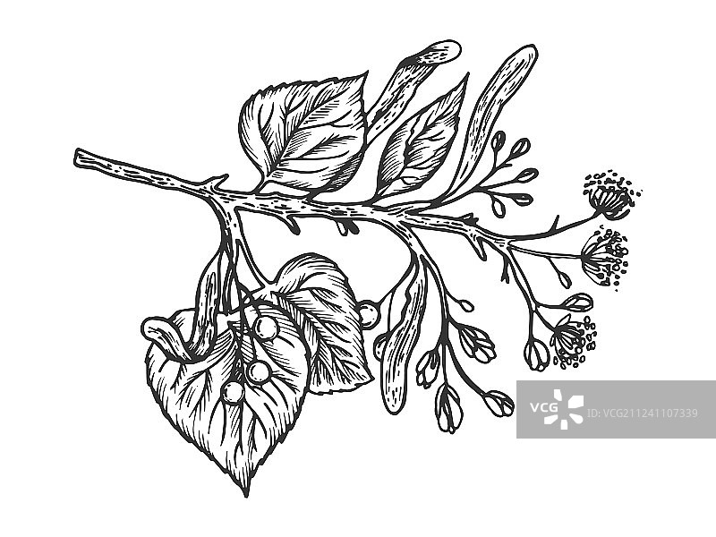 菩提树枝雕刻图片素材