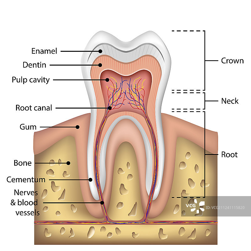 牙齿解剖信息图：逼真的白色牙齿图片素材