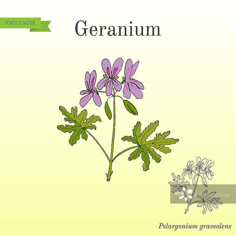 天竺葵或香叶天竺葵药用芳香植物图片素材