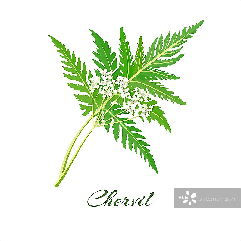 盛开的茴香图片素材