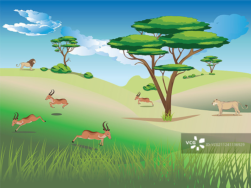 羚羊群景观图片素材