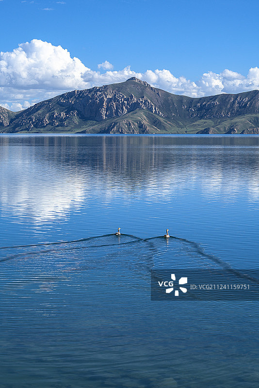 可可西里无人区湖面上的水鸭图片素材