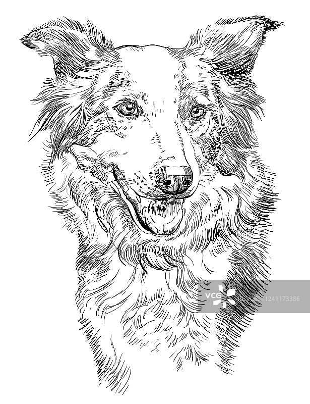 边境牧羊犬图片素材