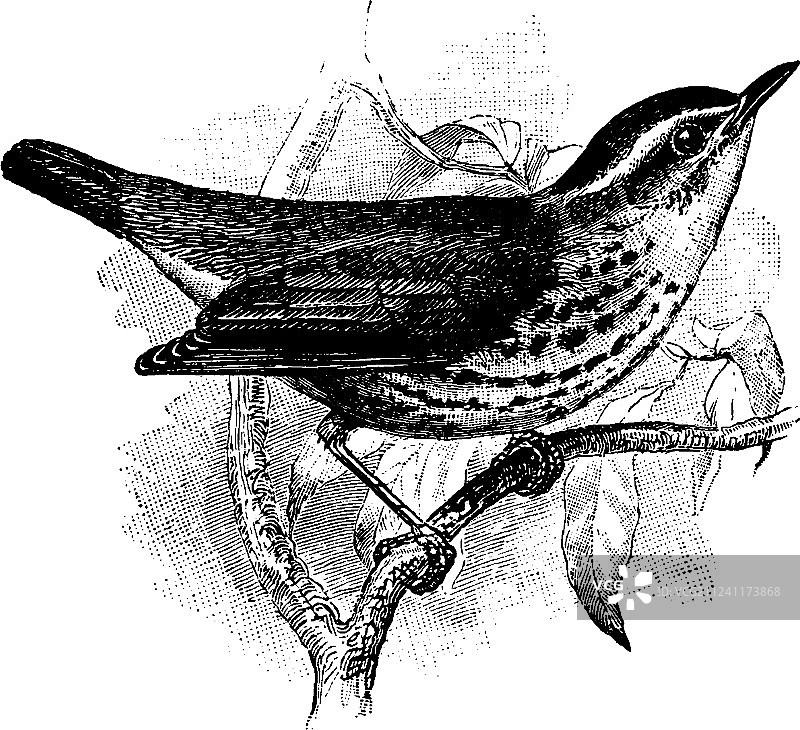 纽约水鸫复古风格图片素材