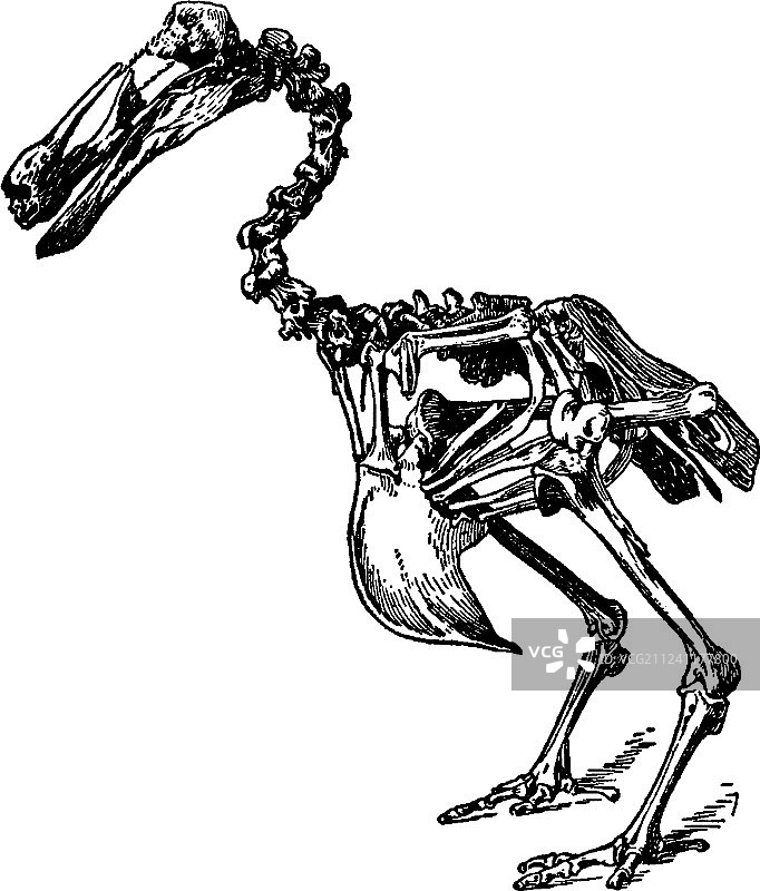 渡渡鸟骨骼复古图图片素材