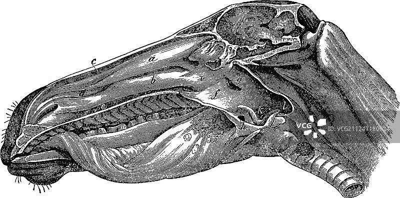 复古马头图片素材