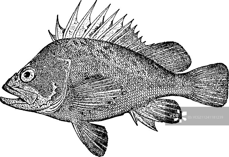 复古风格的石斑鱼图片素材