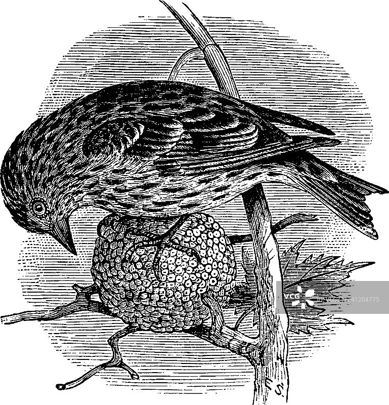 松雀复古风图片素材