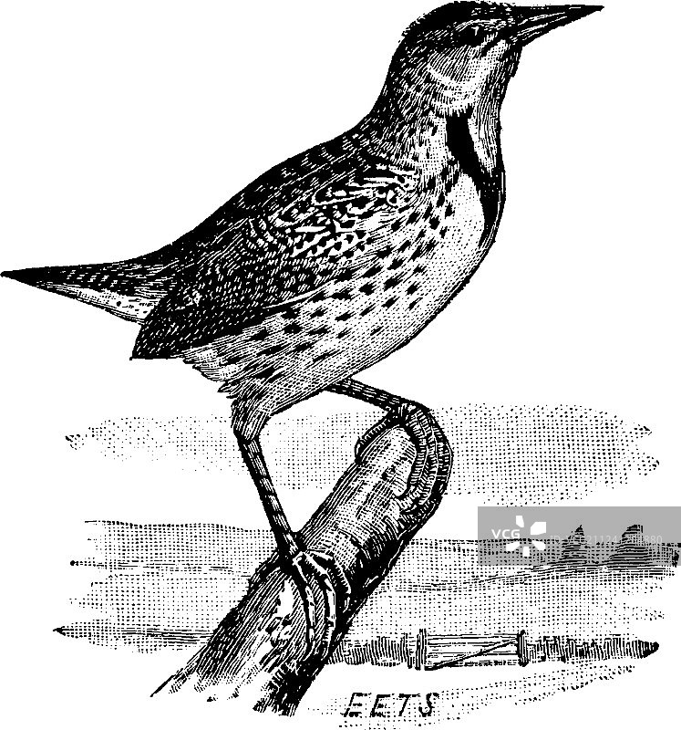 东部草地鹨复古风图片素材