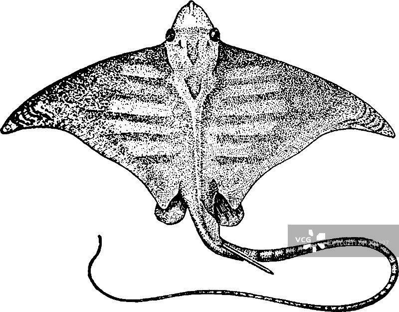复古燕魟图片素材