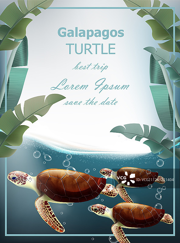 加拉帕戈斯海龟夏季海洋卡片图片素材
