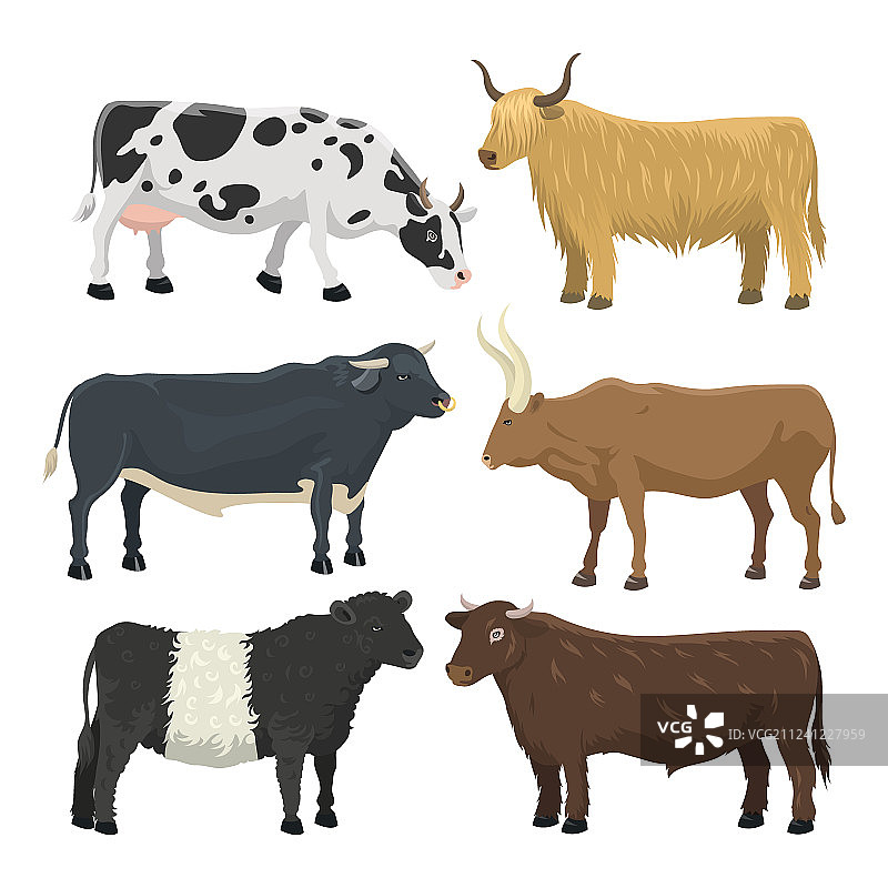 公牛和母牛农场动物图片素材