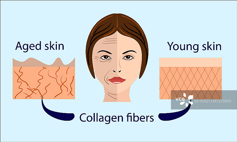 皮肤老化图：年轻肌肤紧致图片素材