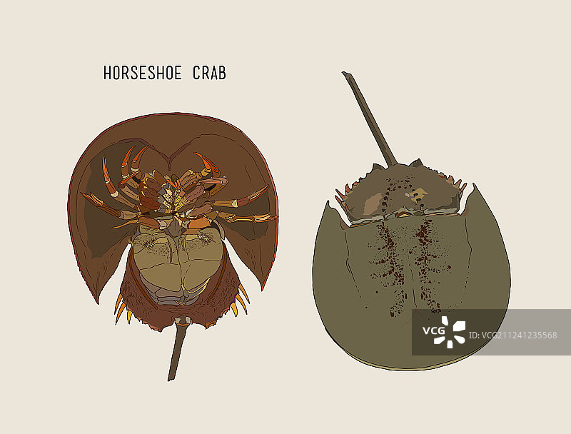 鲎手绘草图图片素材