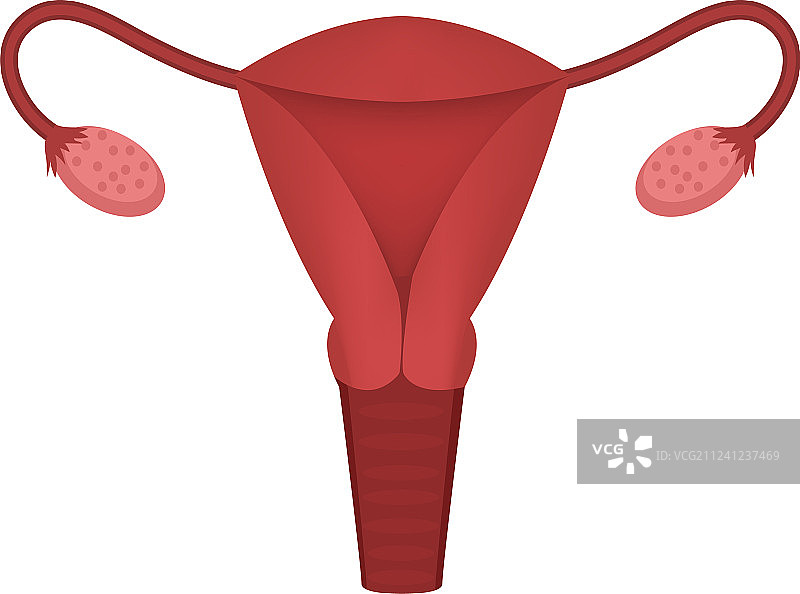 女性生殖系统子宫卵巢图标图片素材
