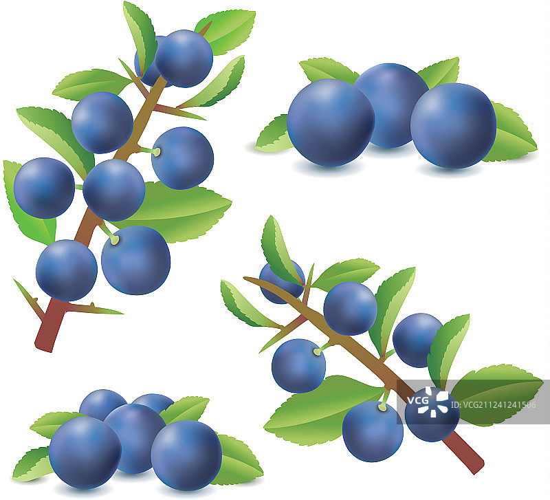 黑刺李或黑刺李果图片素材