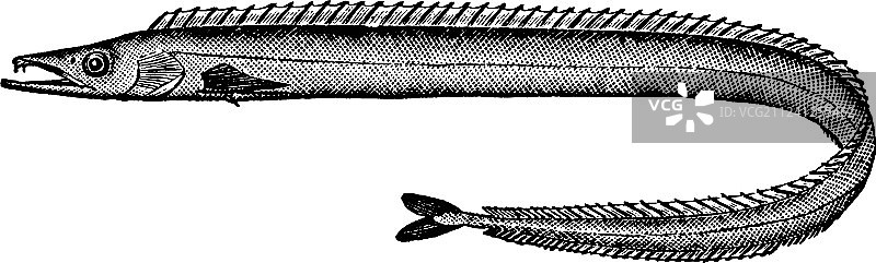 复古海鞘鱼图片素材