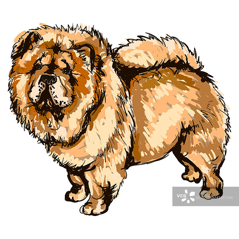 松狮犬图片素材