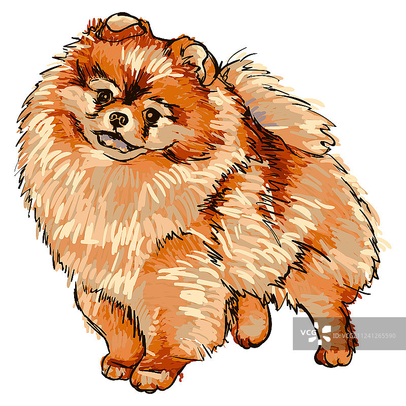 博美犬品种图片素材