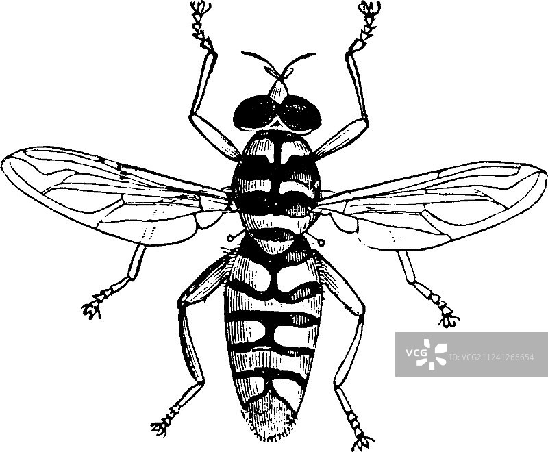 复古食蚜蝇图片素材