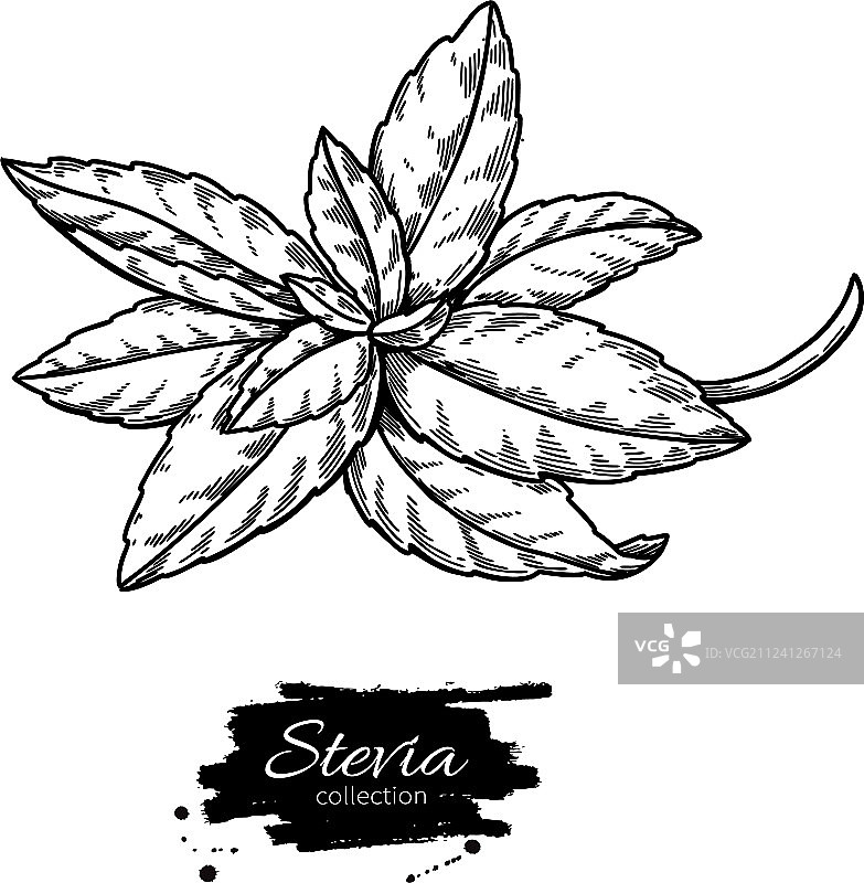 甜菊糖草药素描图图片素材