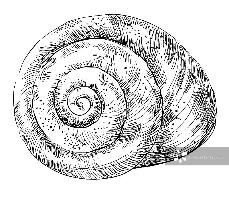 手绘贝壳-16图片素材