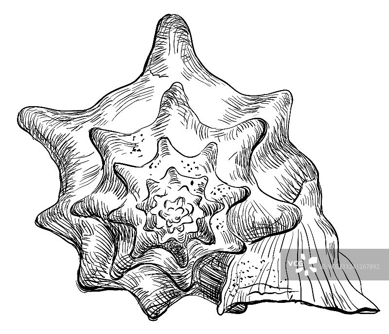 手绘贝壳-17图片素材