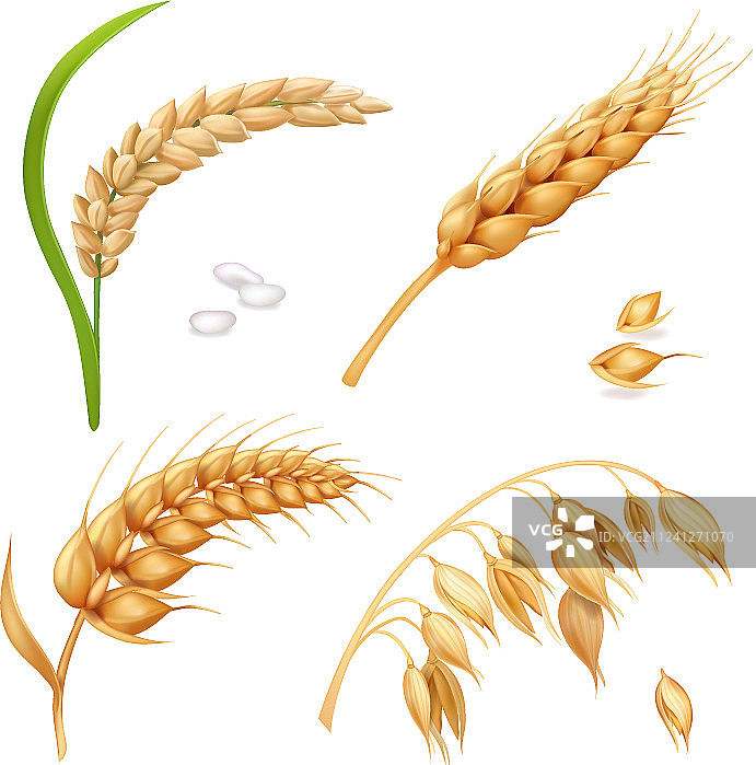 小麦大麦水稻和燕麦穗图片素材