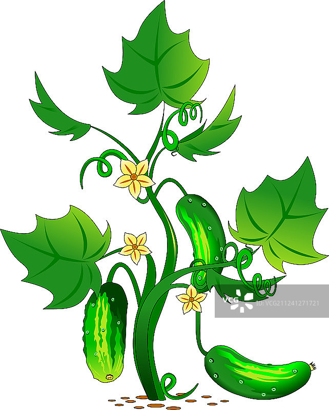 花园黄瓜图片素材