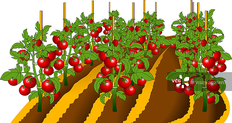 番茄植株图片素材