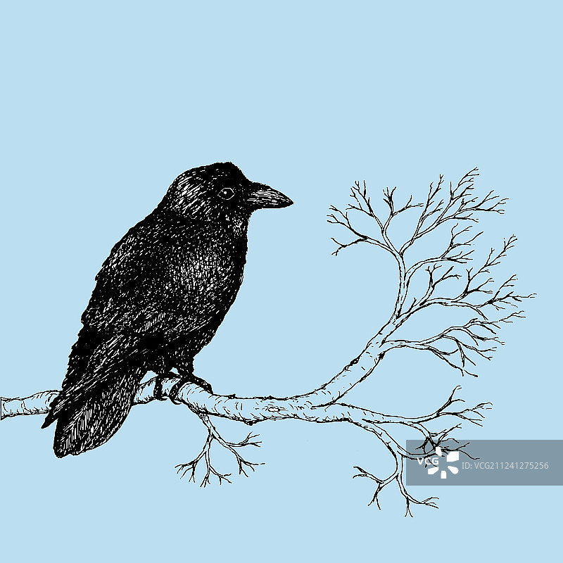 乌鸦钢笔画图片素材