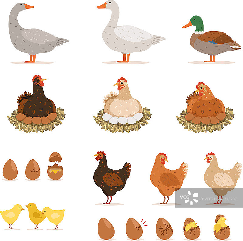 鸡、母鸡、鸭子和其他农场鸟类图片素材