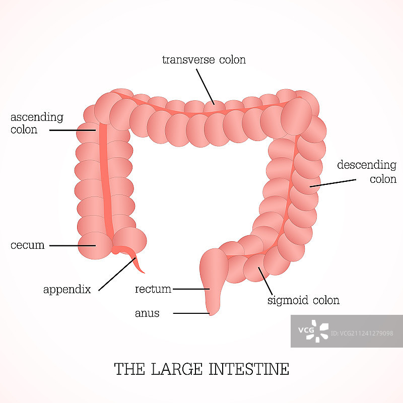 大肠的结构与功能图片素材