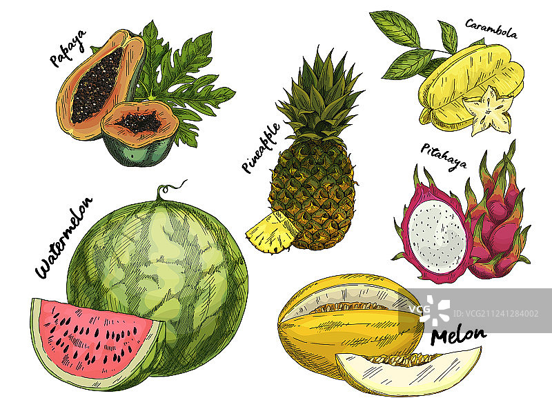 热带水果手绘草图合集图片素材