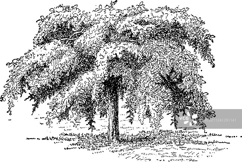 榆树复古露营图片素材