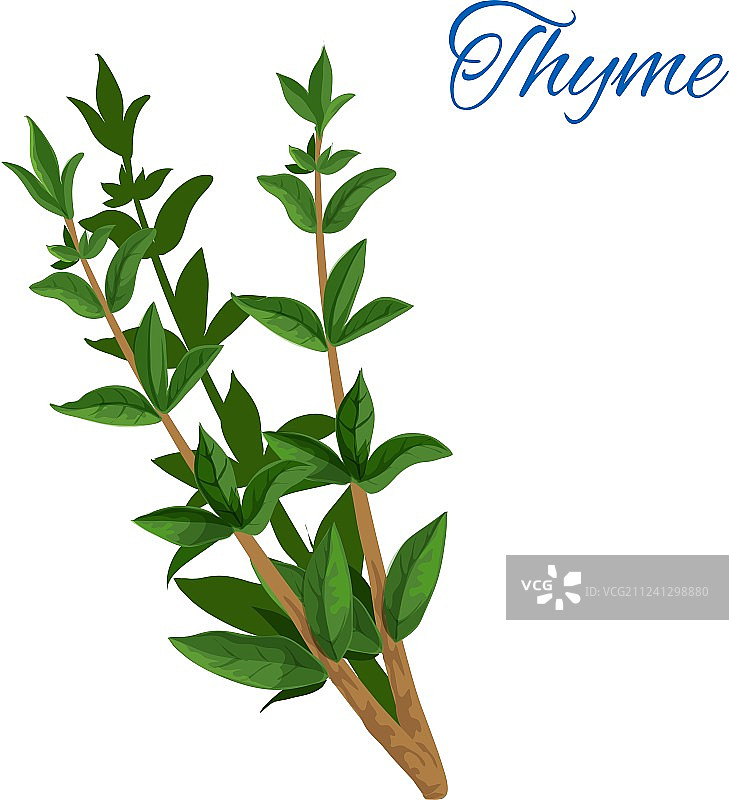 带叶子的百里香枝叶草本植物图标图片素材