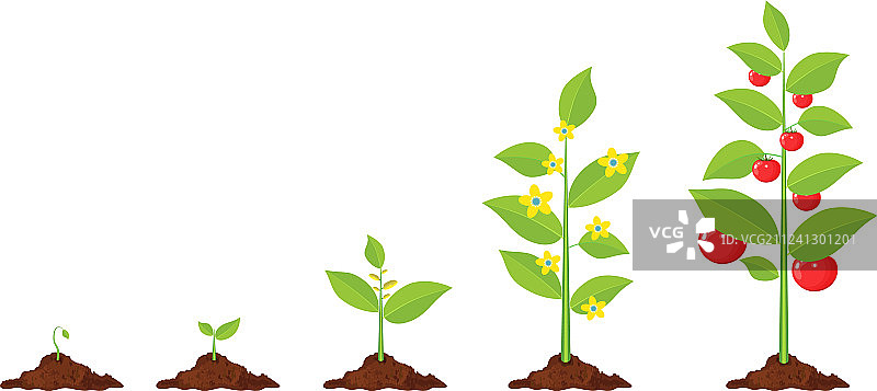 植物幼苗到蔬菜生长图片素材