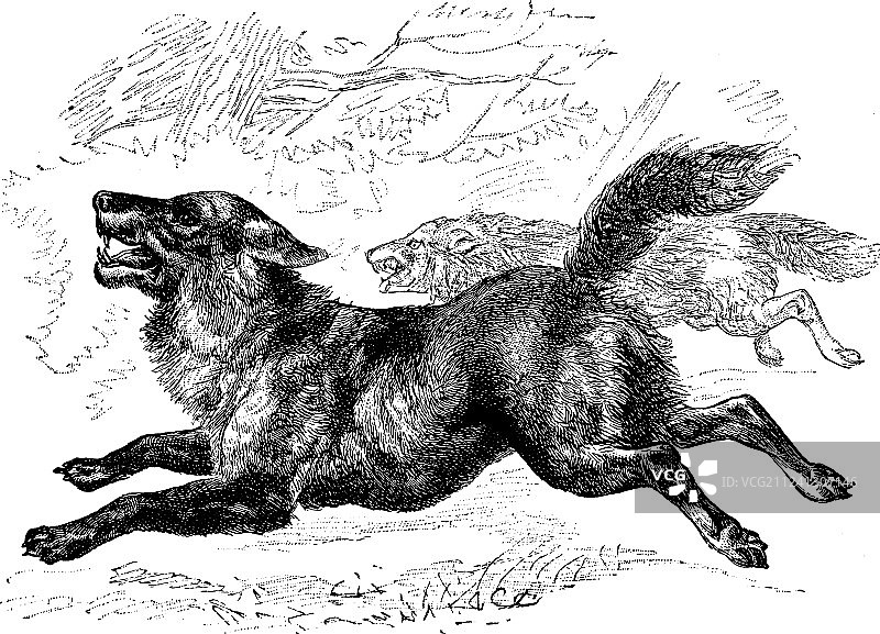 灰色复古狼图片素材