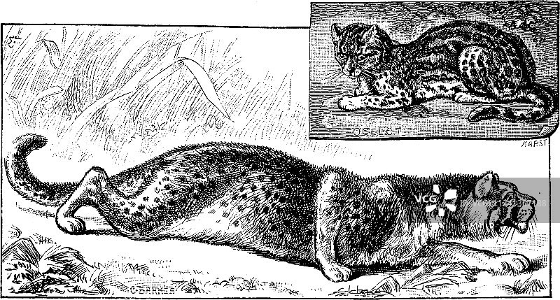 猎豹和虎猫复古风图片素材