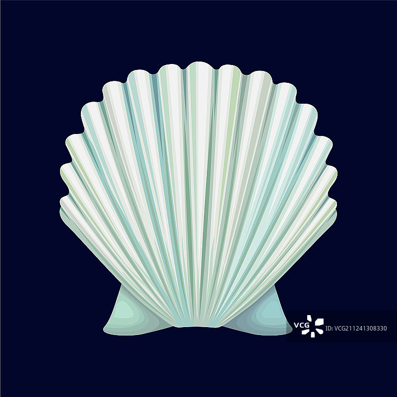 扇贝壳：海生软体动物的空壳图片素材
