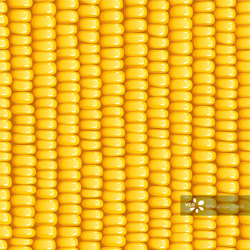 有机玉米棒图片素材