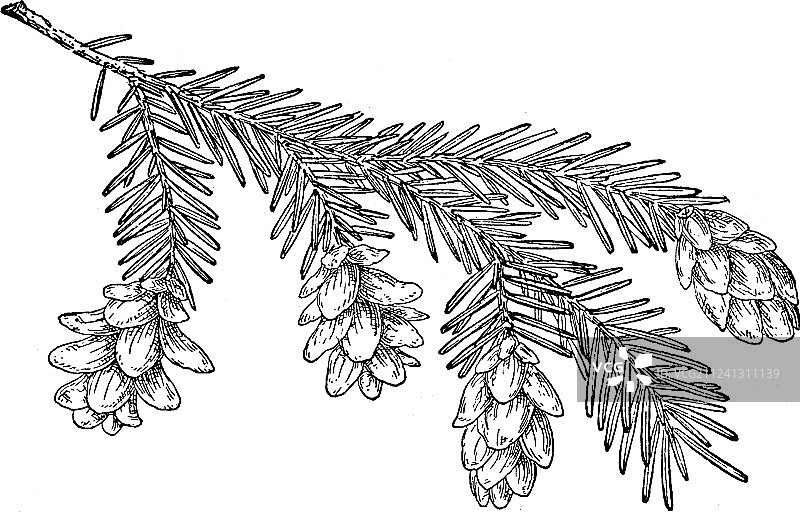 卡罗来纳铁杉老式松果图片素材