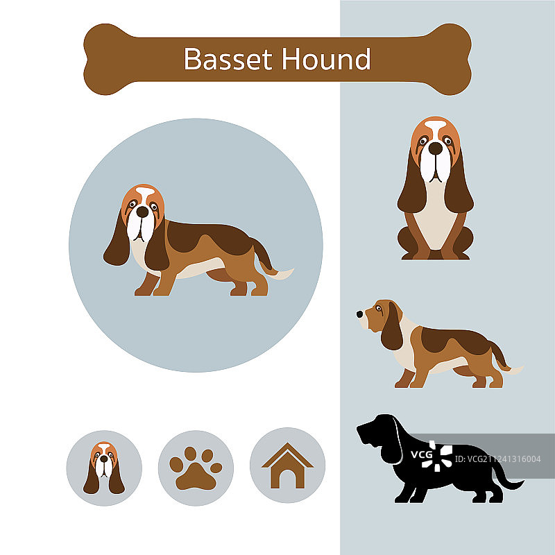 巴吉度猎犬品种信息图图片素材