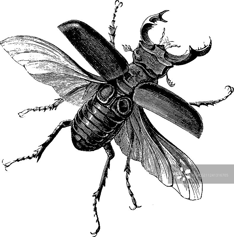 雄性锹甲虫复古风图片素材