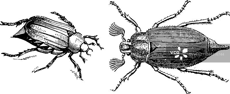 雄性和雌性cockchafer复古风格图片素材