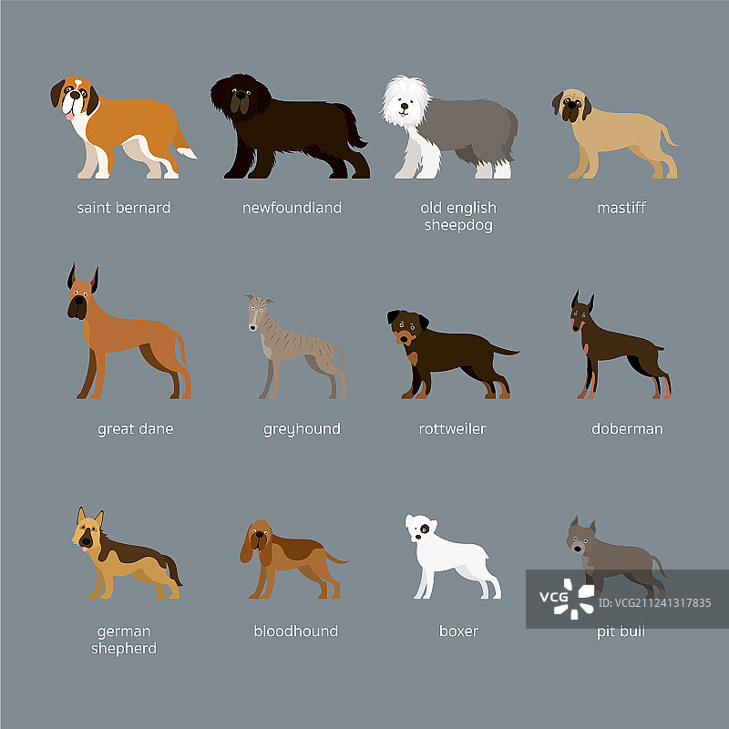 巨型和大型犬品种合集图片素材