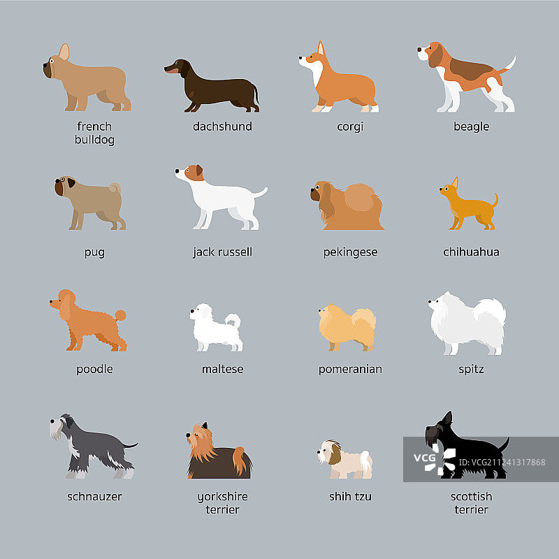 中小型犬品种合集图片素材