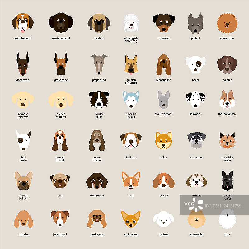 犬类品种头像合集图片素材