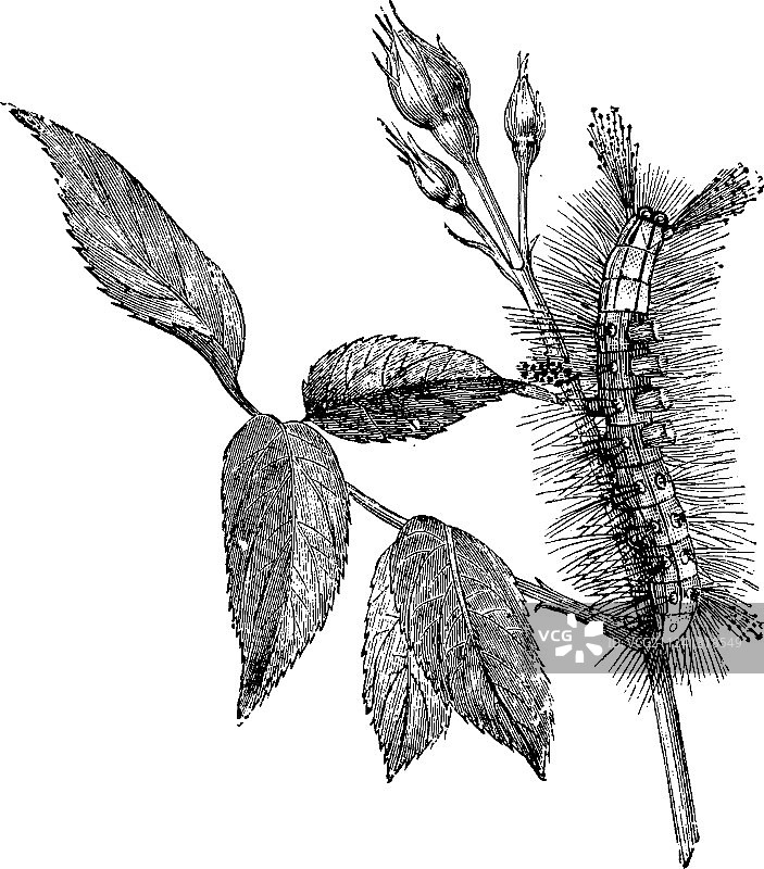 蒸汽蛾幼虫复古素材图片素材